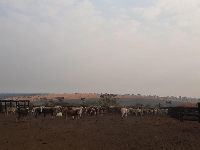 A Venda FAZENDA DE 500 HECTARES EM FUNCIONAMENTO