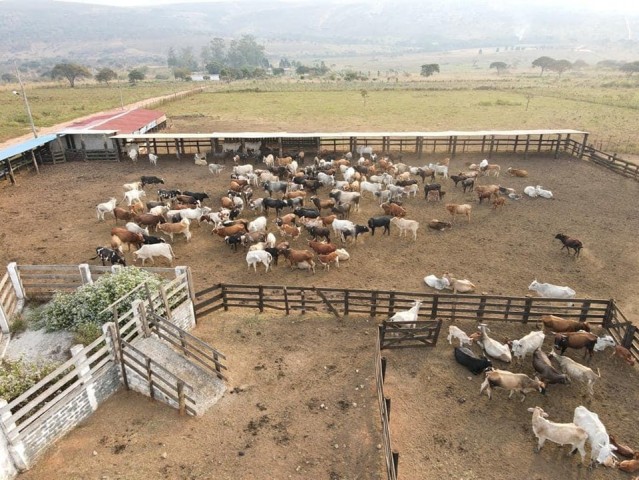 A Venda FAZENDA DE 500 HECTARES EM FUNCIONAMENTO