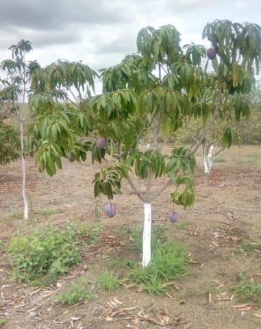 A Venda VENDER: QUINTA NO INTERIOR DE CATETE