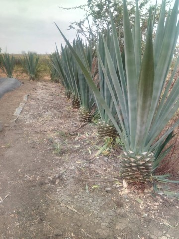 A Venda VENDER: QUINTA NO INTERIOR DE CATETE