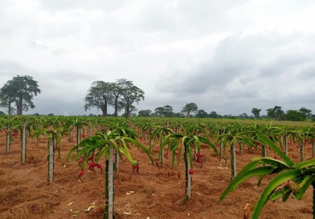 Anúncio Fazenda de 200 hectares, no município do Dande, Bengo.